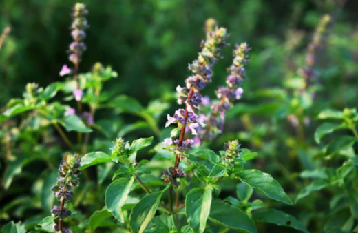 Holy Tulsi Trinity: Where Ancient Wisdom Gets Real